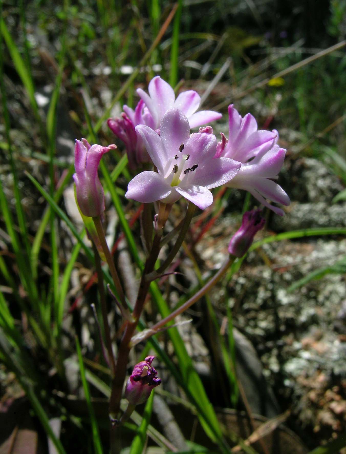 Prospero autumnale e Brimeura fastigiata